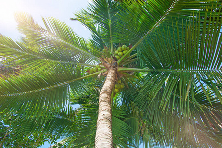 高高的, 美丽的棕榈树, 晴朗的天空, 沙滩, 温暖的热带