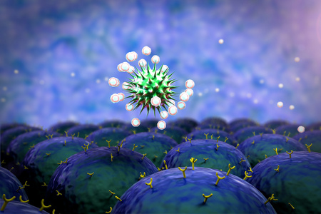 人体免疫系统攻击病毒