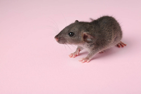 可爱的小老鼠照片