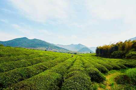 地方特色的茶叶种植园图片