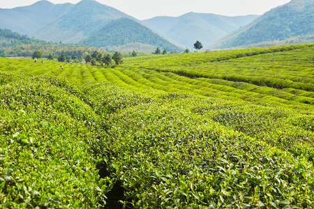 地方特色的茶叶种植园图片