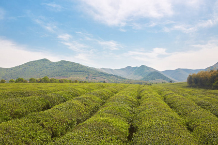 地方特色的茶叶种植园图片