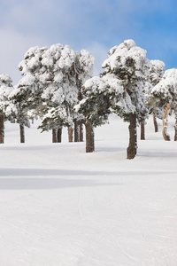 下雪森林风景在冬天时间。纳瓦塞拉达, 马德里, Spai