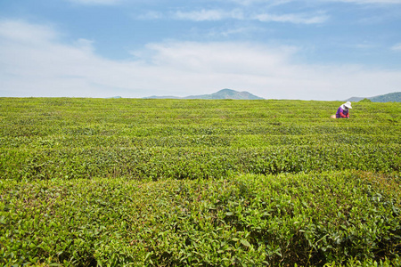 地方特色的茶叶种植园图片
