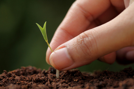 植物生长新起点