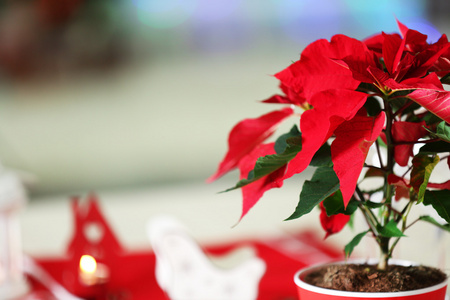 圣诞节花一品红在桌子上