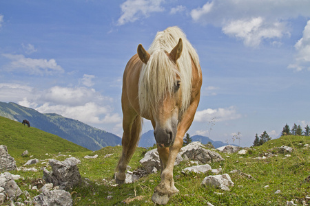 Haflinger 马在绿色的草原上