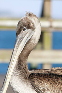 加利福尼亚褐色鹈鹕 Pelecanus 花蓟马 在钓鱼码头闲逛。美国加利福尼亚蒙特雷湾