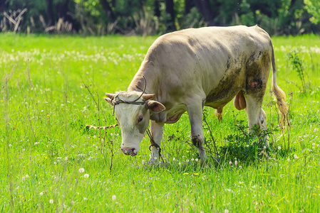 一只独牛, 一头牛在草地上放牧, 在阳光明媚的草地上吃青草.照片