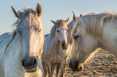 哈克尼白色马画像照片