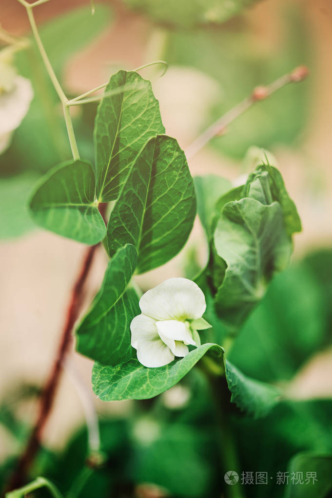 青豆在夏日花园开花农场种植蔬菜