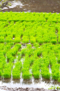 在菲律宾的模糊的谷物种植稻田近景