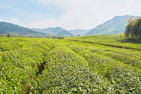 地方特色的茶叶种植园图片