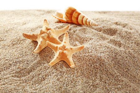 海星和贝壳在白色背景上孤立的沙滩上