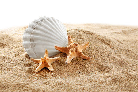 海星和壳牌在白色背景上孤立的沙滩上