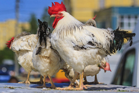 公鸡与母鸡图片