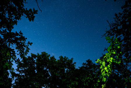 与许多明星以上领域的树木蓝色黑暗的夜空