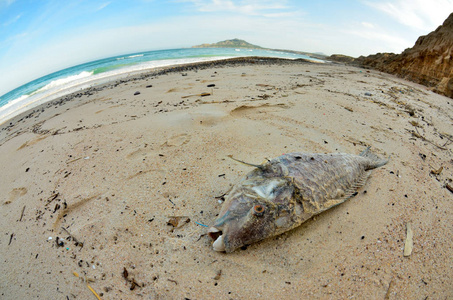 飓风后搁浅在海滩上的死鱼照片