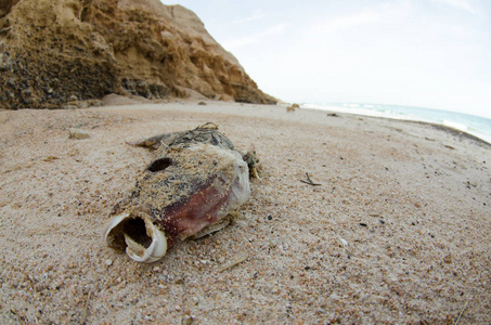 飓风后搁浅在海滩上的死鱼