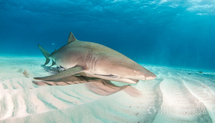 柠檬鲨在巴哈马