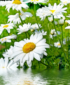 野花雏菊。夏日风景