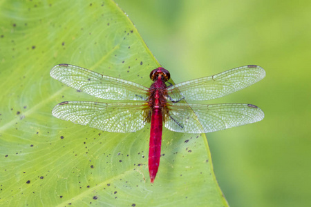 图像的红蜻蜓栖息在叶子上。昆虫的动物