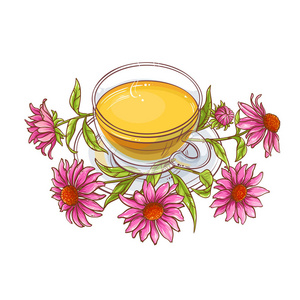 白色背景的紫锥菊杯茶插图