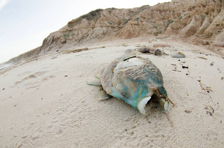 飓风后搁浅在海滩上的死鱼