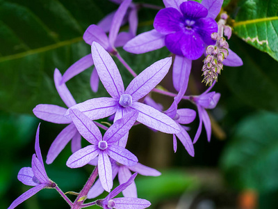 紫花背景特写相似素材图片 摄图新视界 紫花背景特写相似素材图片 摄图新视界
