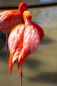 粉红色的火烈鸟动物
