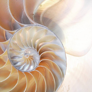 鹦鹉螺壳对称性斐波那契半截面螺旋黄金比例结构增长关闭回照亮母亲的珍珠关闭