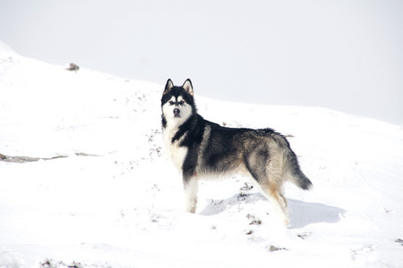 宠物，犬，阿拉斯加雪橇犬