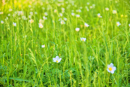 美丽的春天绿色的草甸与白色绽放花。春季背景和概念