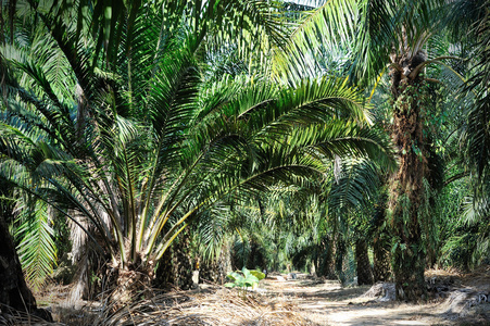 油棕榈种植园