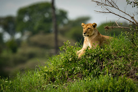 躺在草丘上的母狮凝视着左边图片