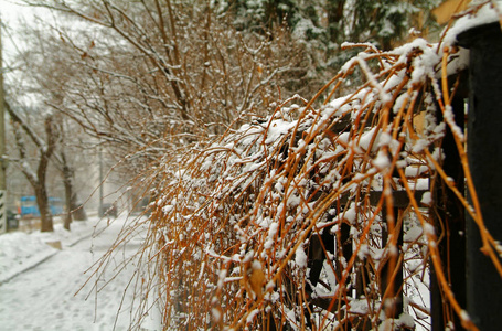 雪中的篱笆