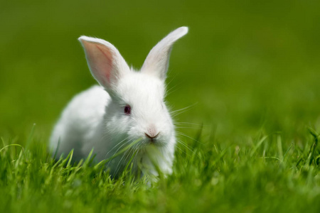 在夏日的绿色草地上的小白兔
