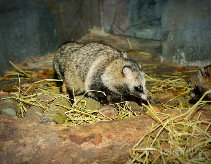 浣熊狗的特写镜头