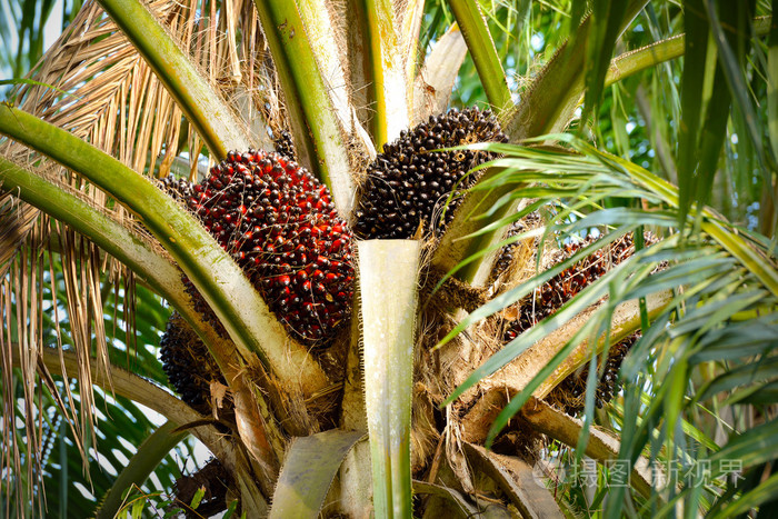 新鲜的油棕榈果选择性聚焦的特写
