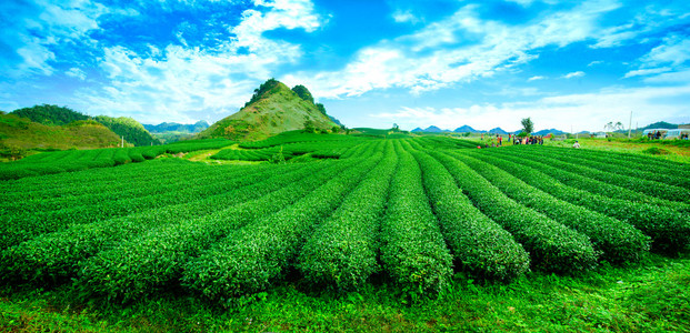 越南的儿子拉茶种植园 Mocchau 高地