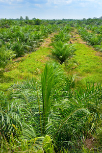 在马来西亚油棕种植园