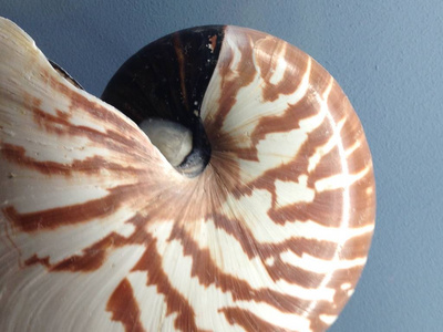 鹦鹉螺壳对称性斐波那契半截面螺旋黄金比例结构增长关闭回照亮母亲的珍珠关闭