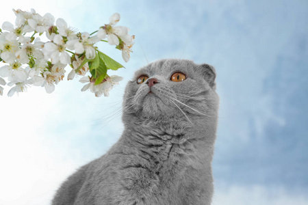 可爱的猫咪与盛开的花朵