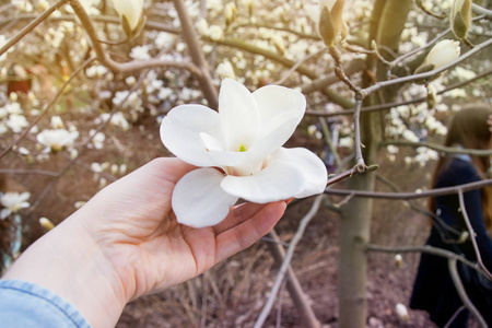 盛开的玉兰花春日