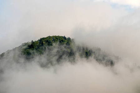 风景优美的山地森林覆盖物由雾观