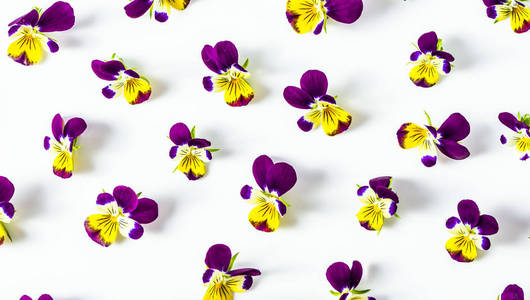 美丽的花紫罗兰，排列在白色背景上的花卉图案