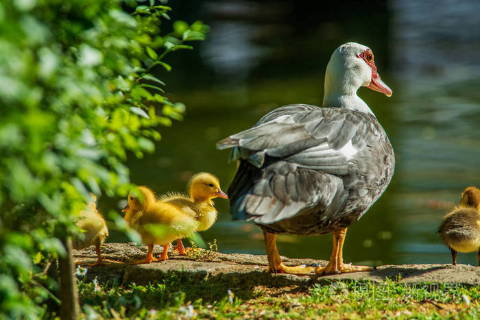 鸭子的家庭母亲鸭子和六只婴孩鸭子在庭院里
