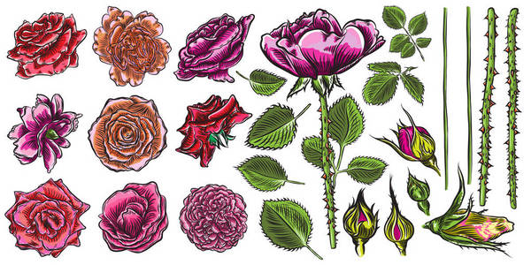 玫瑰集构造函数 花收藏diy 野花混合插画 正版商用图片0p9318 摄图新视界