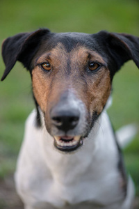 狗狗写真户外，可爱的小猎犬狗在花园里