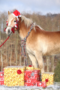 惊人的马，头戴圣诞帽，礼品